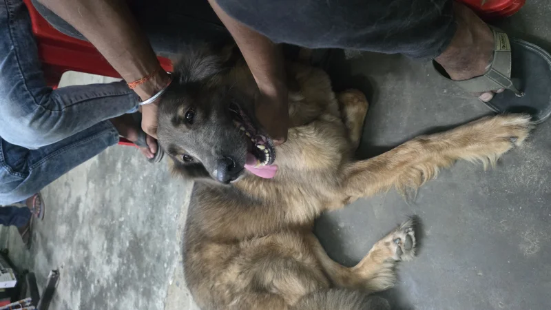 Our Pet Charlie from bettiah